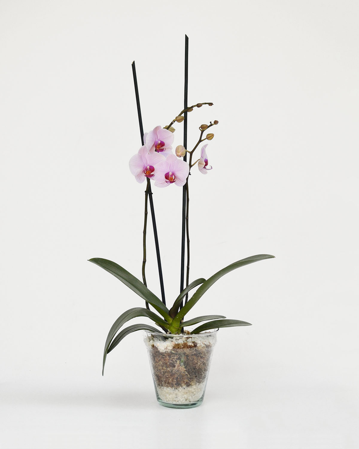 Suscripción Plantas de Orquideas Naturales – Flores a Domicilio