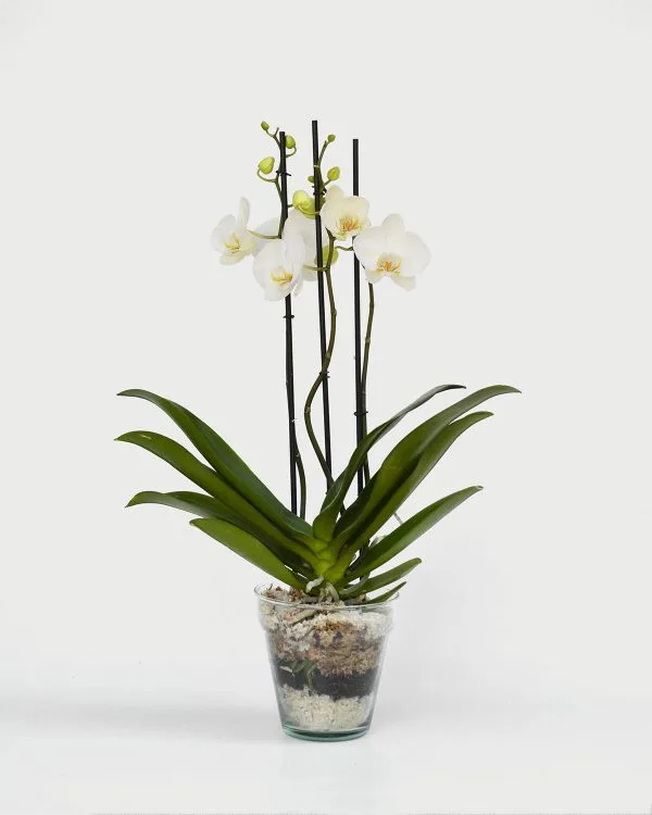 Orquidea para regalar