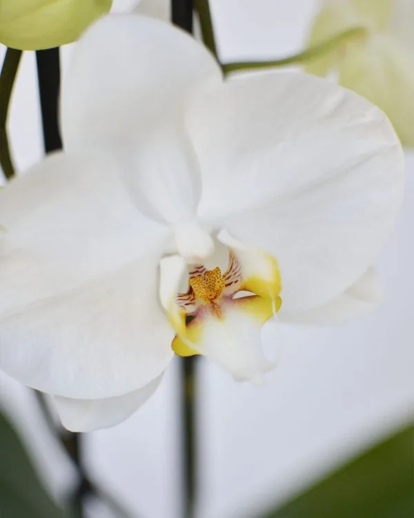 Planta de Orquidea Phanelopsis Doble