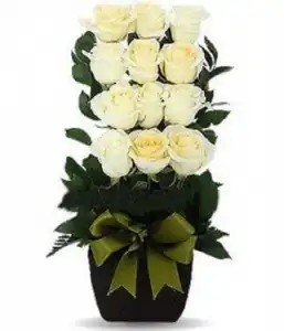 Escalonado con 12 rosas blancas – Flores a Domicilio