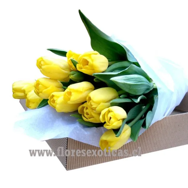 Sorprendentes Tulipanes en caja