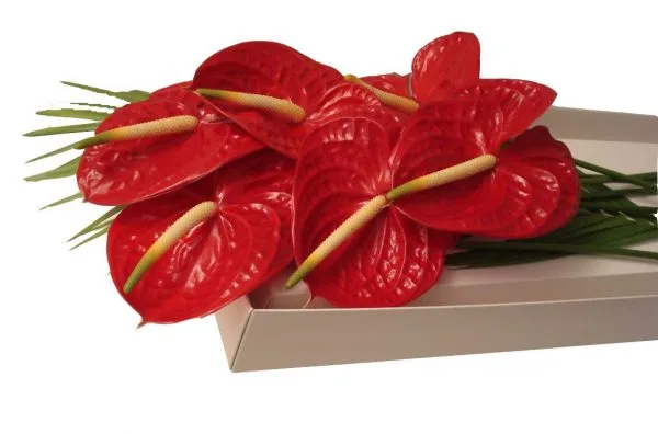 Anthurium, Inolvidables 6 varas