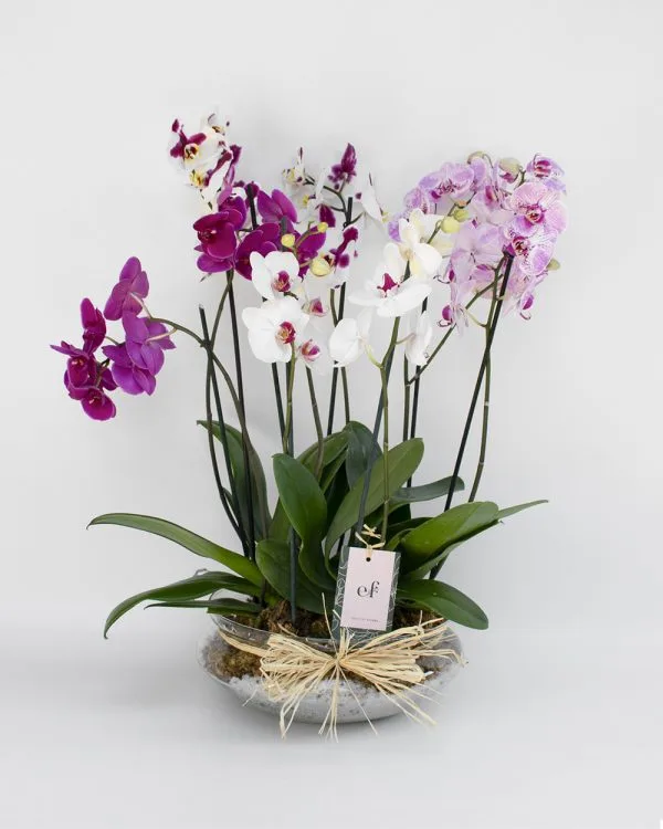 Macizo de Orquídeas  Altura aprox 50 cm a 70 cm