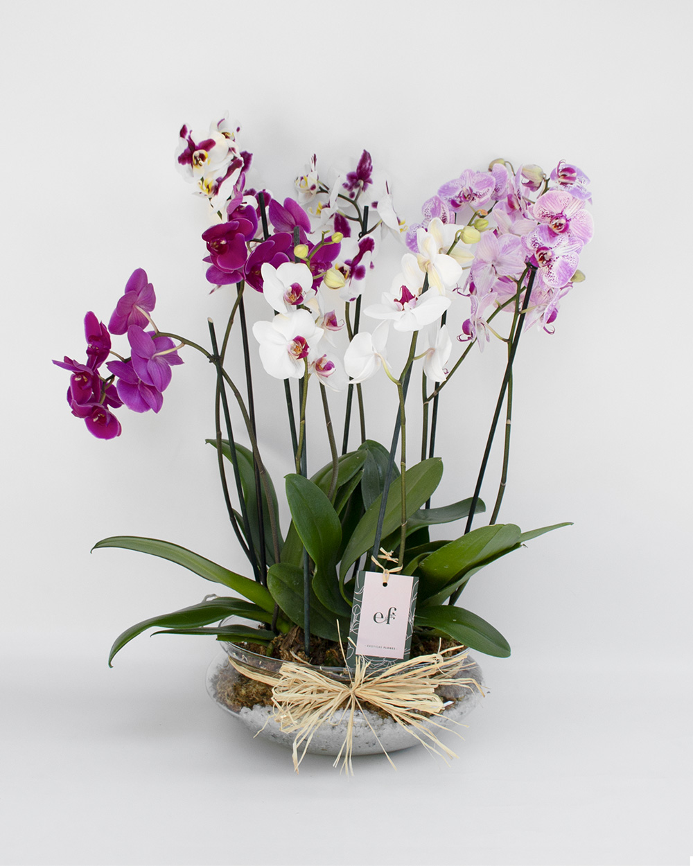 Macizo de Orquídeas Altura aprox 50 cm a 70 cm – Flores a Domicilio