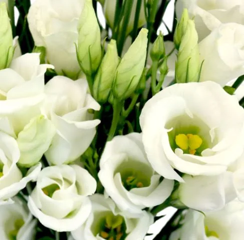 Bouquet de Lisianthus