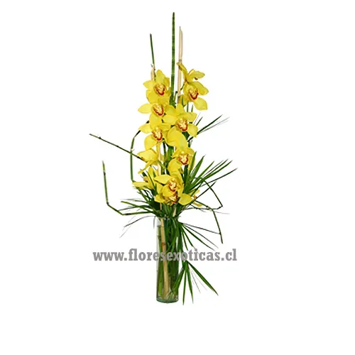 Orquídea Unitaria
