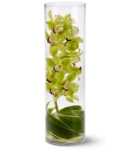 Transparencia de Orquídeas