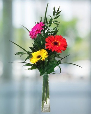 Florerito con 3 Gerberas surtidas – Flores a Domicilio