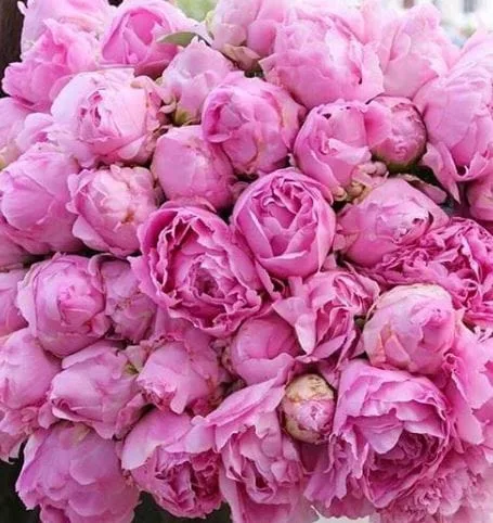 Impresionante florero con 100 peonias