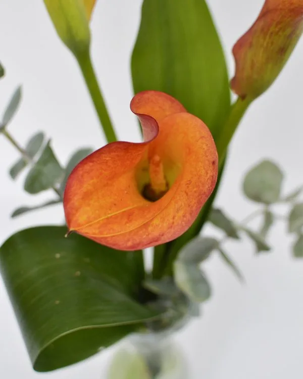 Calas para decorar
