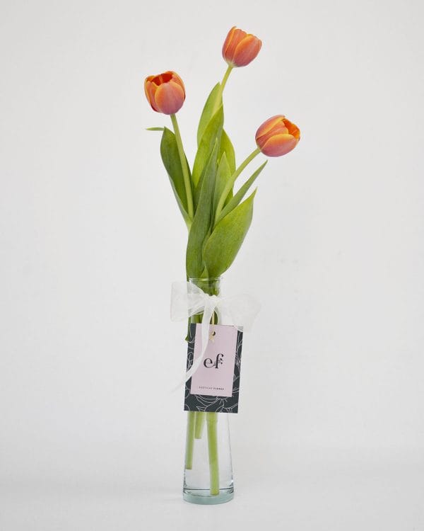 Tulipán para tu escritorio