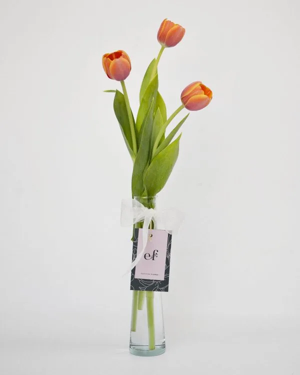 Tulipán para tu escritorio