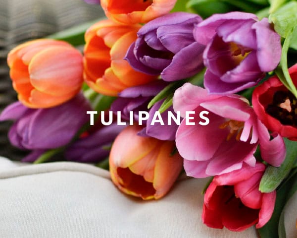 TULIPANES