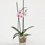 Plantas Decorativas