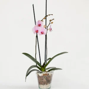 Plantas Decorativas