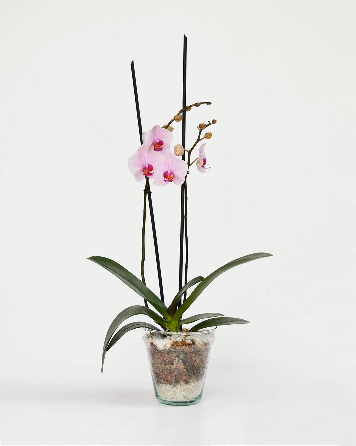 Plantas Decorativas	