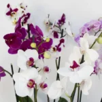 Orquídeas