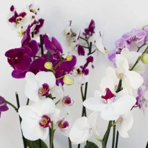 Orquídeas
